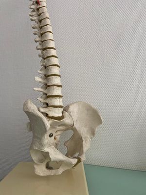 Ein anatomisches Lehrmodell der menschlichen Lendenwirbelsäule und des Beckens. Das Modell steht auf einer weißen Oberfläche vor einer hellen, strukturierten Wand.